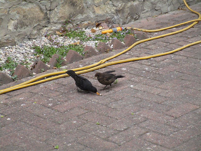 2018.06.30 Schottland Lossiemouth (1496).JPG